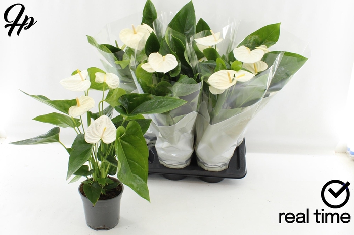 <h4>ANTHU AN ALASKA</h4>