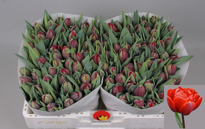 <h4>TU DU RED PRINCESS</h4>