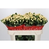 Hypericum Cool Romance