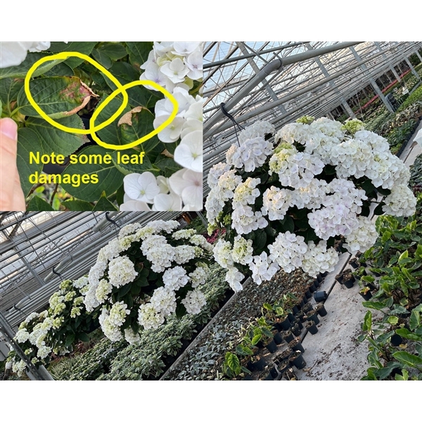 <h4>Hydrangea Hang Wit</h4>