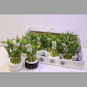 Dra Lucky Bamboo