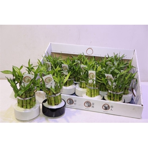 Dra Lucky Bamboo