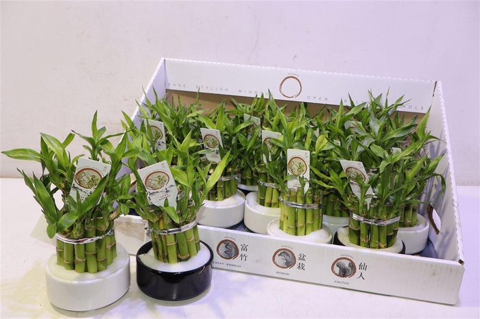 <h4>Dra Lucky Bamboo</h4>
