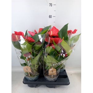 Anthurium andr. 'Casparo'