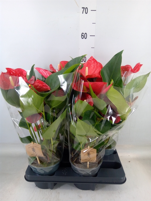 <h4>Anthurium andr. 'Casparo'</h4>