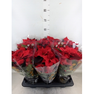 Euphorbia pulc. 'Christ Universe'