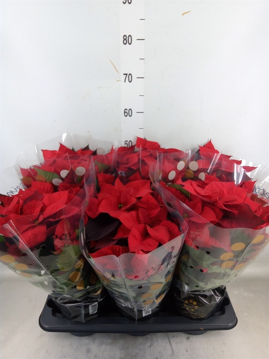 <h4>Euphorbia pulc. 'Christ Universe'</h4>