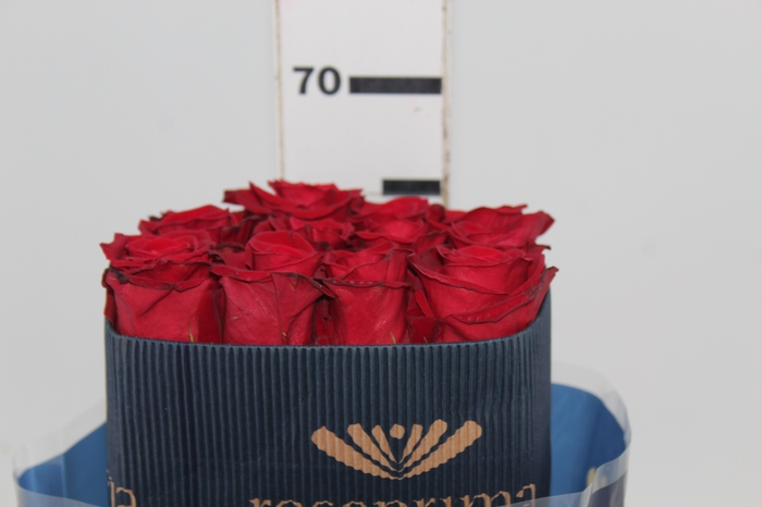 <h4>ROSA VERMELHA FREEDOM 050 IMPORTADA</h4>
