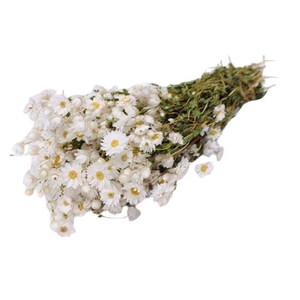 Bunch Rhodante Slv 100g