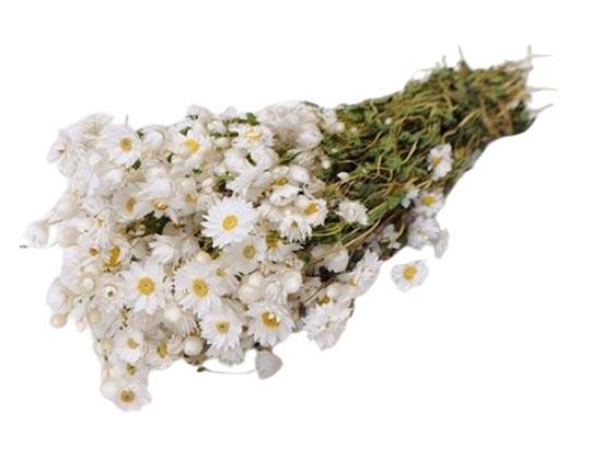 Bunch Rhodante Slv 100g