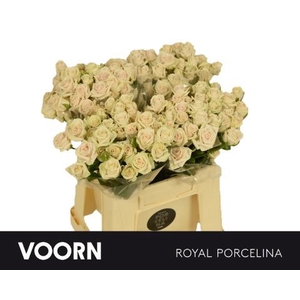Rosa spray royal porcelina
