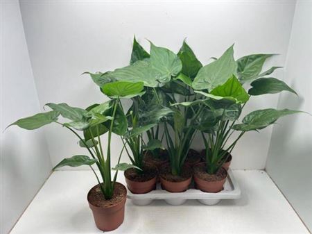 <h4>Aloc Cucullata</h4>