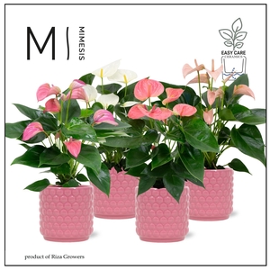Mimesis Anthurium KARMA Pink mix - 12cm - Sienna