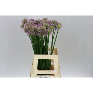 Allium Senescens