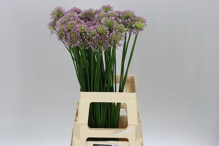 <h4>Allium Senescens</h4>