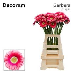 Gerbera Unique Water x40 Lang