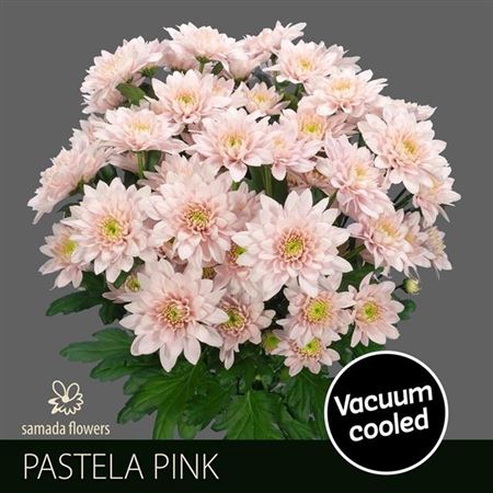 <h4>Chr T Pastela Pink</h4>