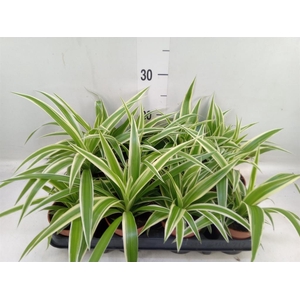 Chlorophytum com.