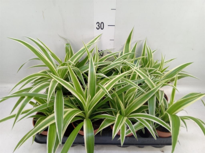 <h4>Chlorophytum com.</h4>