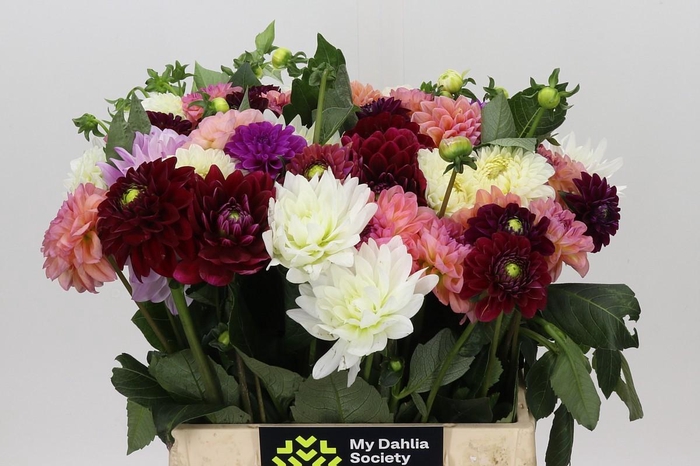 <h4>Dahlia Gemengd in bos</h4>