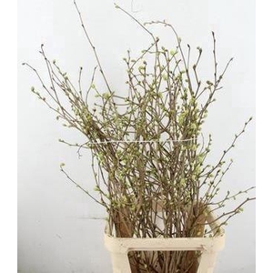 CORYLOPSIS S CYNTHIA 100CM