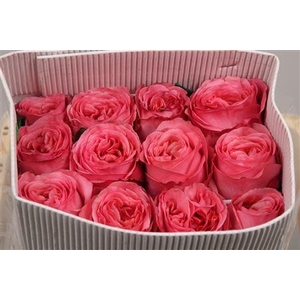 R Gr Pink X-pression Ec