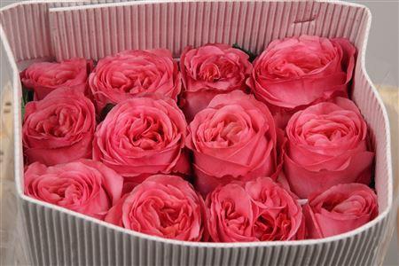 <h4>R Gr Pink X-pression Ec</h4>