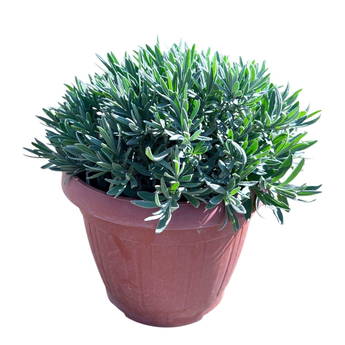 <h4>Lavandula Angustifolia</h4>