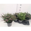 Cuph Hy Floriglory Gemengd 17cm