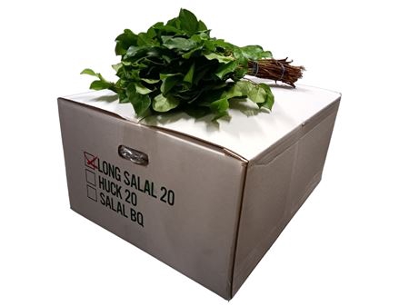 SALAL LARGE