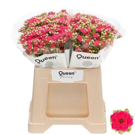 <h4>Kal Sens Pink Meadow</h4>