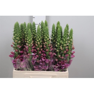 Digi Purpurea Pink
