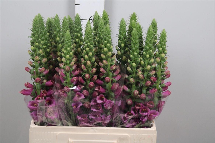 <h4>Digi Purpurea Pink</h4>