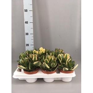 Crassula ovata
