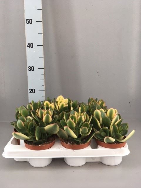 <h4>Crassula ovata</h4>