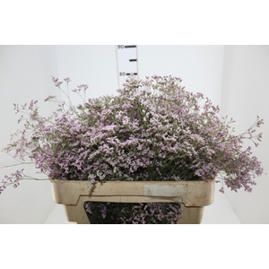 LIMONIUM 070 CM ROSA
