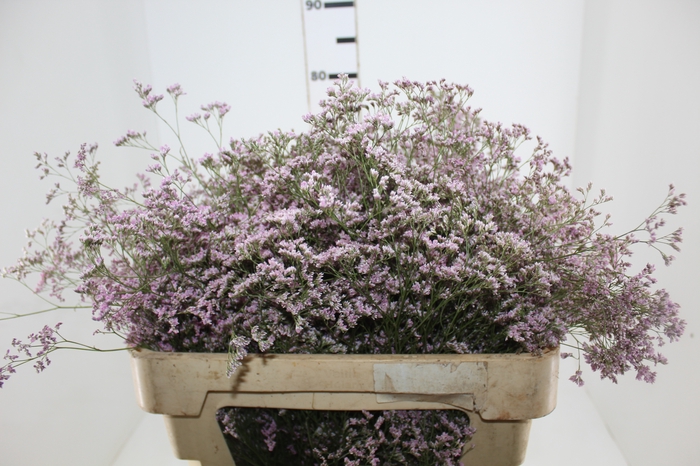 <h4>LIMONIUM 070 CM ROSA</h4>