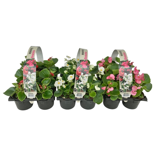 <h4>Begonia Semp diverse kleuren 6p</h4>