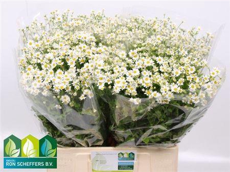 <h4>Tana Pa Cameron</h4>