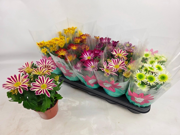 <h4>CHRYS GEM 6 KL</h4>