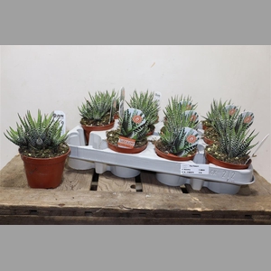 Haworthia F Big Band