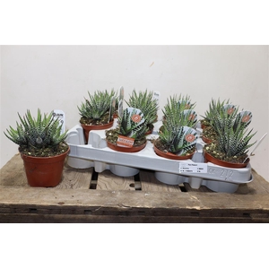 arr8 Haworthia F Big Band