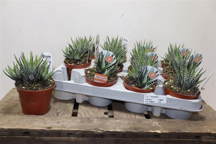 <h4>Haworthia F Big Band</h4>