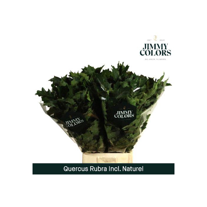 <h4>Quercus Rubra Naturel L80 Sleeve Naturel</h4>