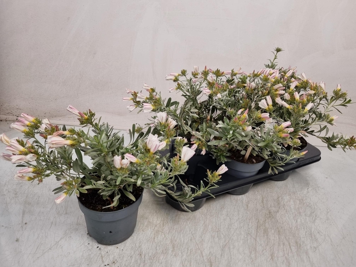 <h4>CONVO CNEORUM</h4>