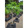 Ficus Carica Op Stam P45 H200 Nr X