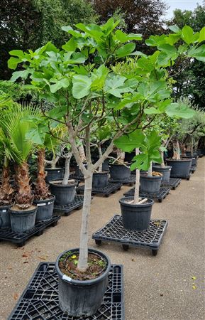 Ficus Carica Op Stam P45 H200 Nr X
