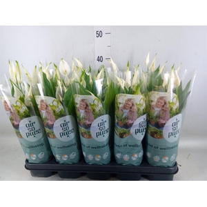 Spathiphyllum  'Bellini'