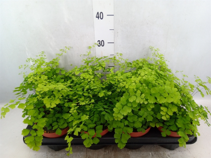 Adiantum raddi. 'Fragrans'