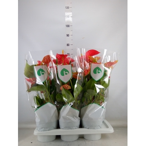 Anthurium andr. 'Arebo'